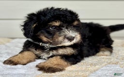 Mini Bernedoodle dogs for sale: Reno - Image 9