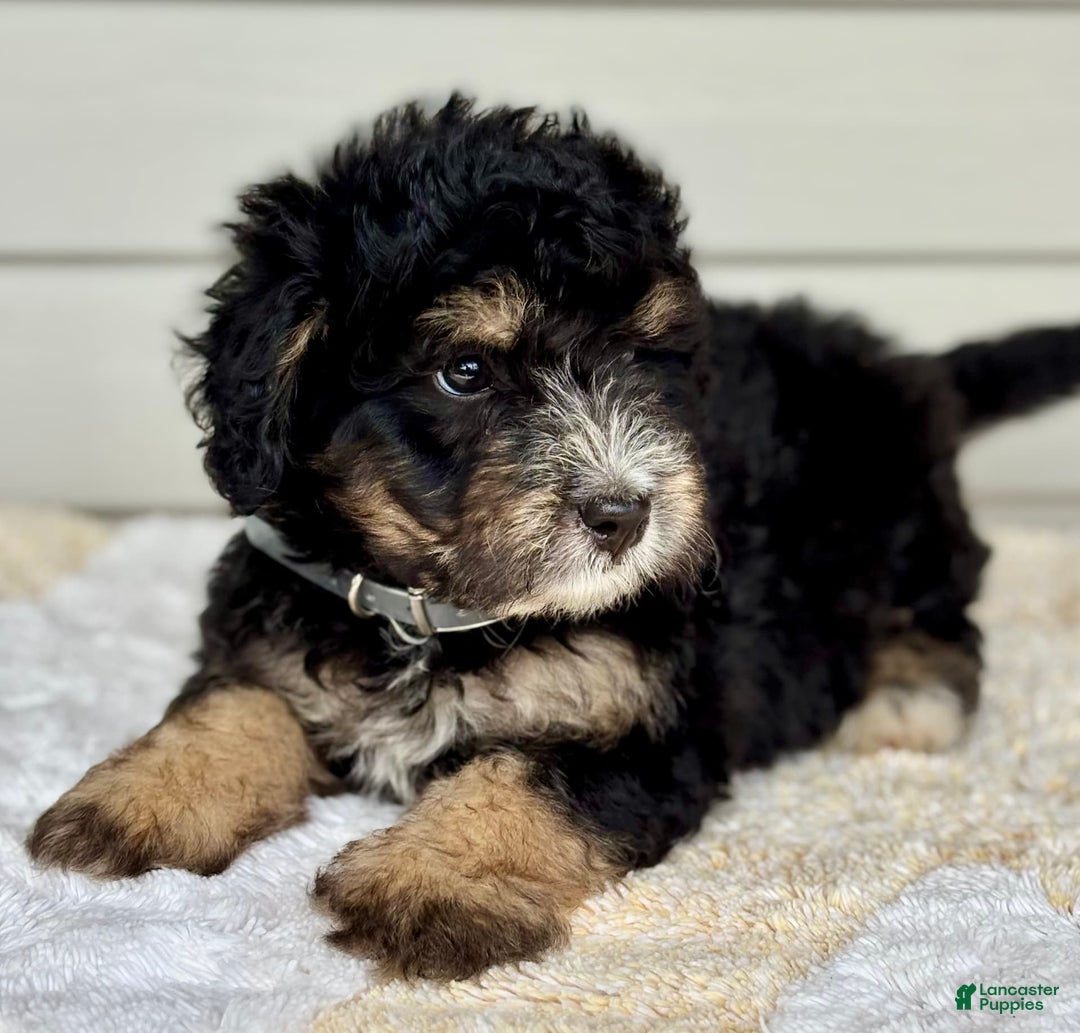 Mini Bernedoodle dogs for sale: Reno - Image 9