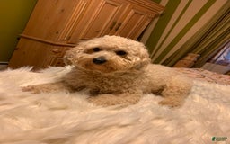 Yorkiepoo dogs for sale: Messie - Image 9
