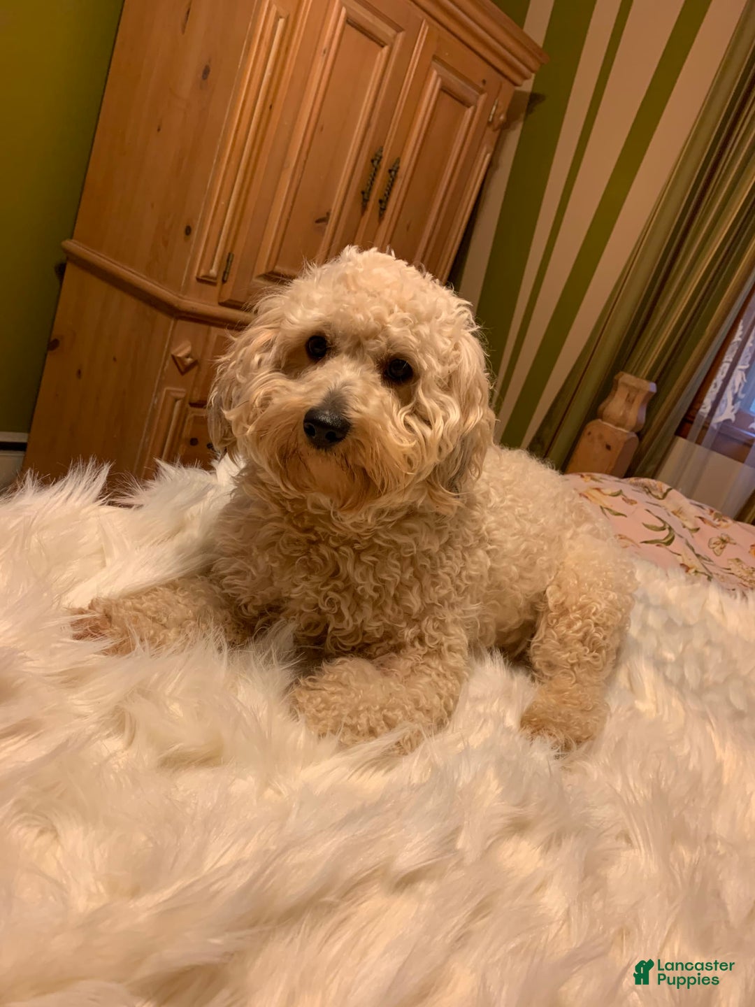 Yorkiepoo dogs for sale: Messie - Image 9