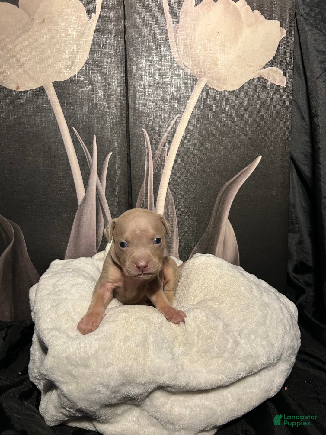American Bully dogs for sale: Smurf - Image 5