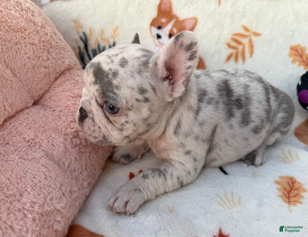 French Bulldog dogs for sale: Maya - Image 4