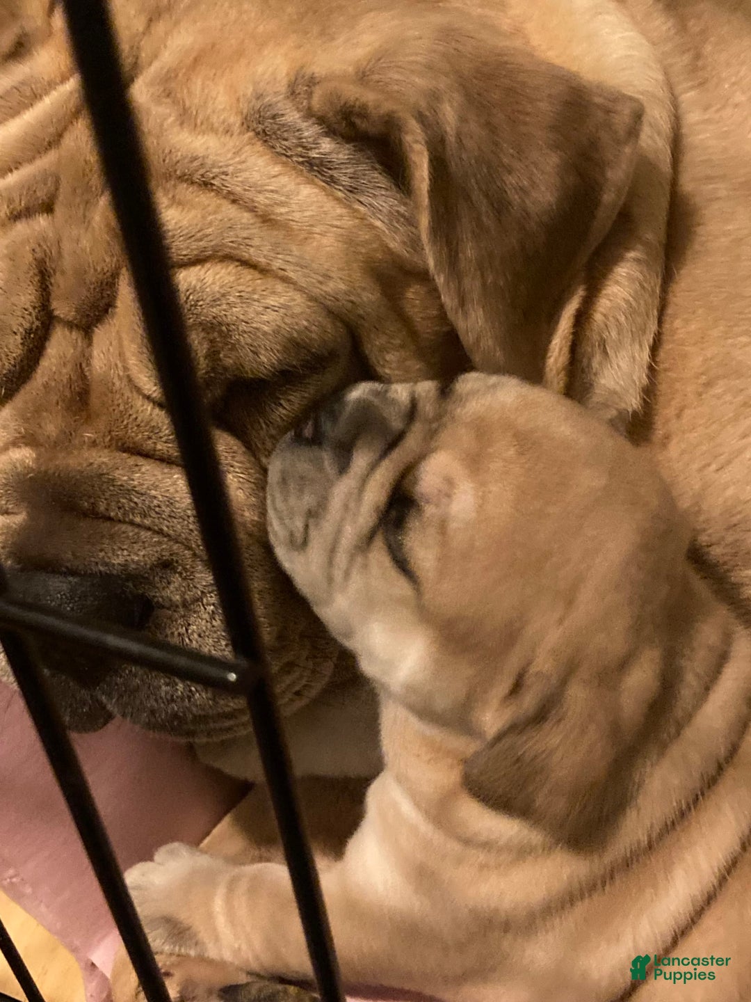 Shar Pei dogs for sale: Titina - Image 4
