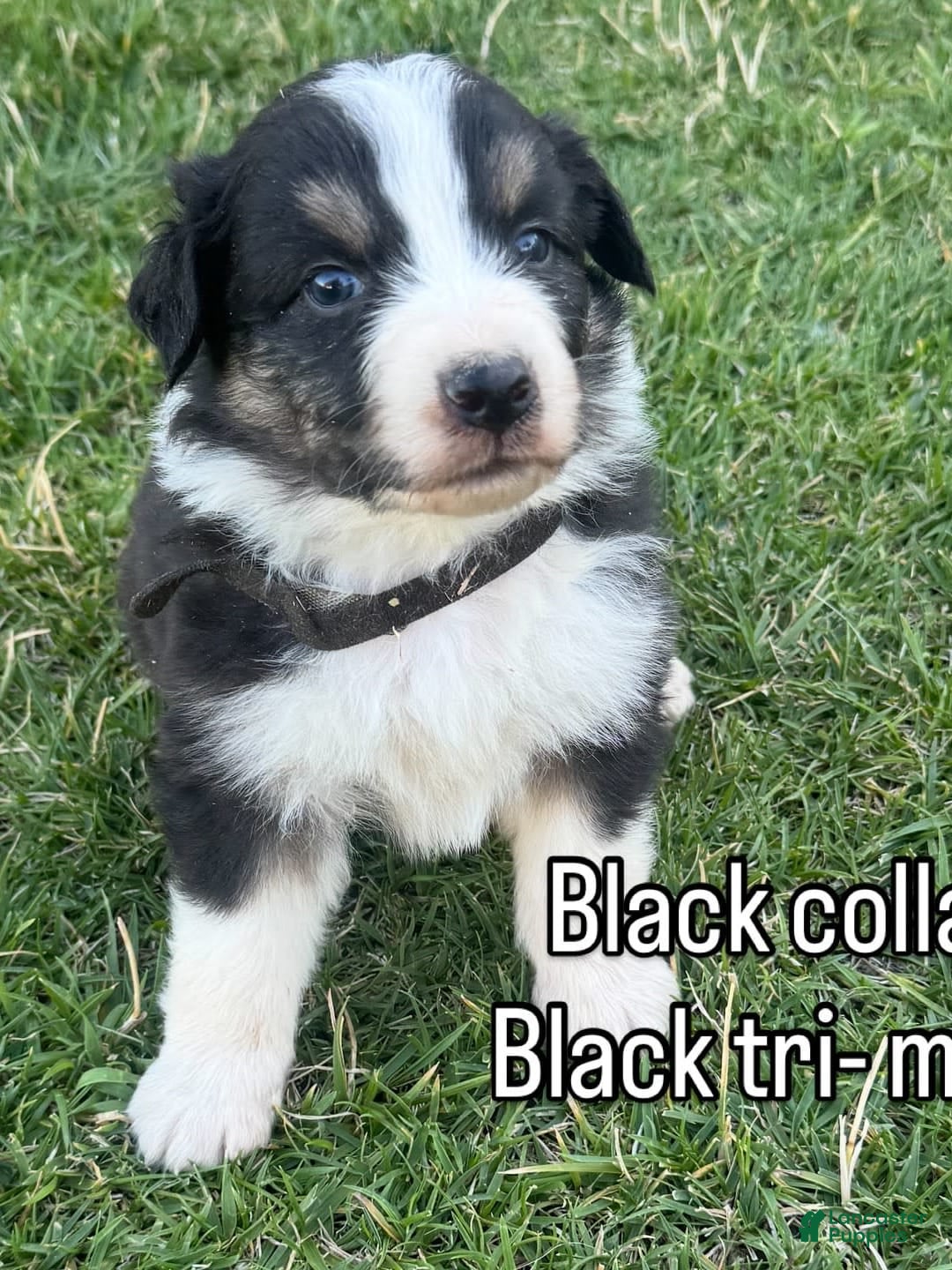 Australian Shepherd dogs for sale: Black Collar - Image 2