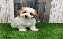 Maltipoo dogs for sale: Jolene - Image 5