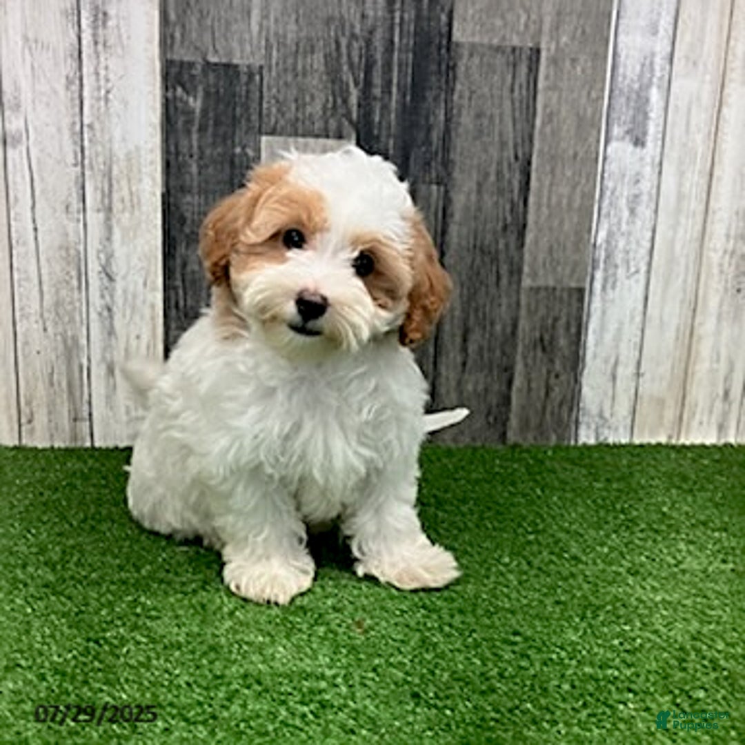 Maltipoo dogs for sale: Jolene - Image 5