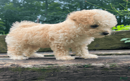 Yorkiepoo dogs for sale: Nugget - Image 3