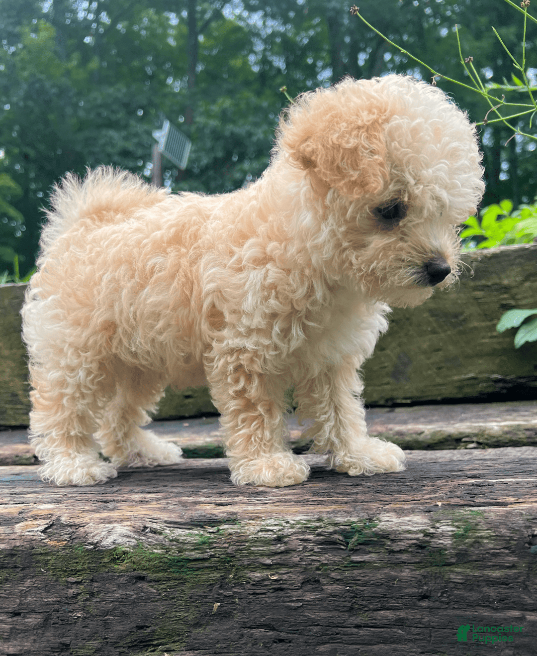 Yorkiepoo dogs for sale: Nugget - Image 3