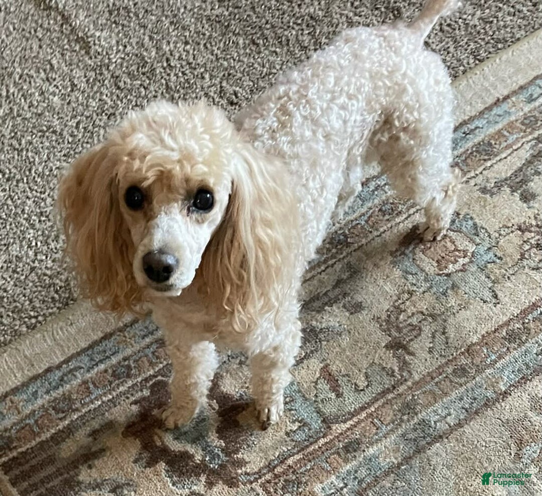 Cockapoo dogs for sale: Caso - Image 6