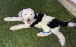 Sheepadoodle dogs for sale: Cadbury - Image 4