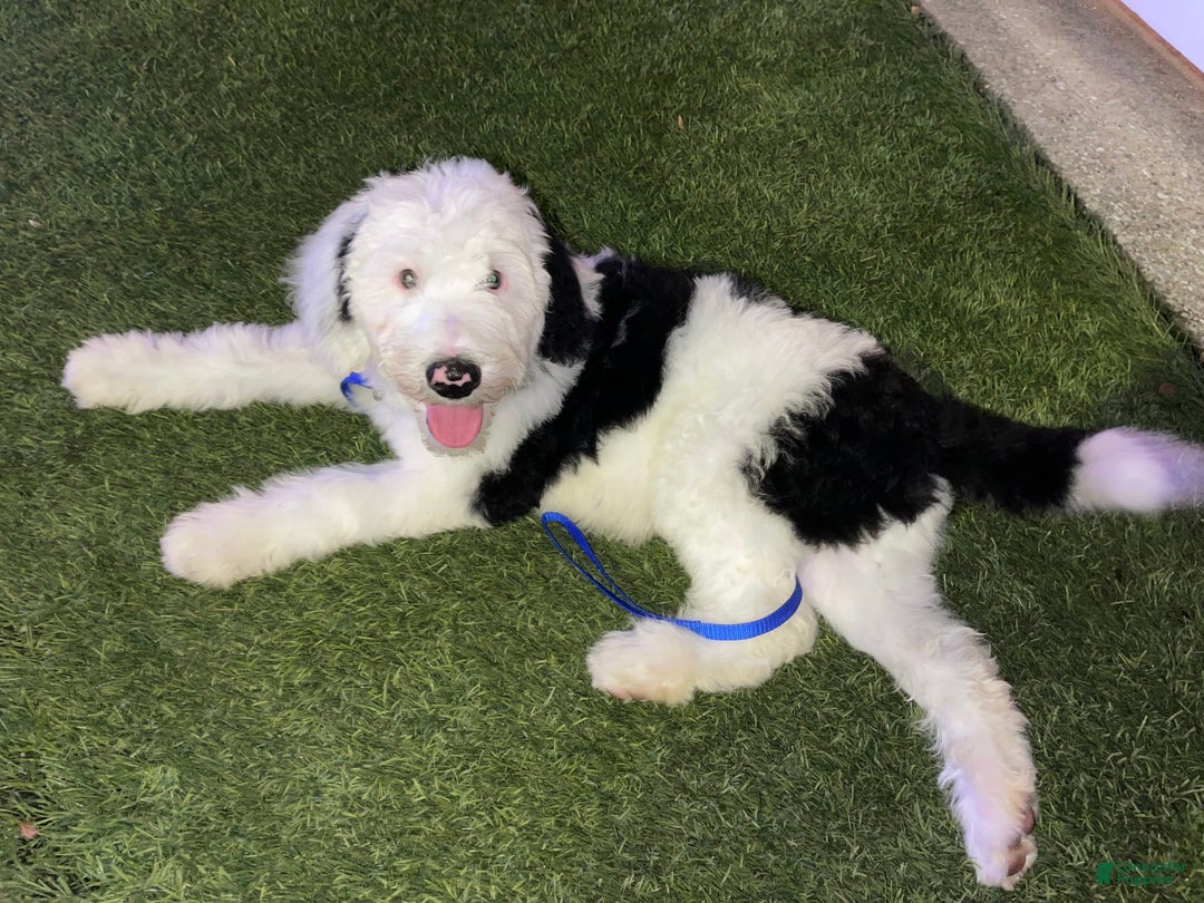 Sheepadoodle dogs for sale: Cadbury - Image 4