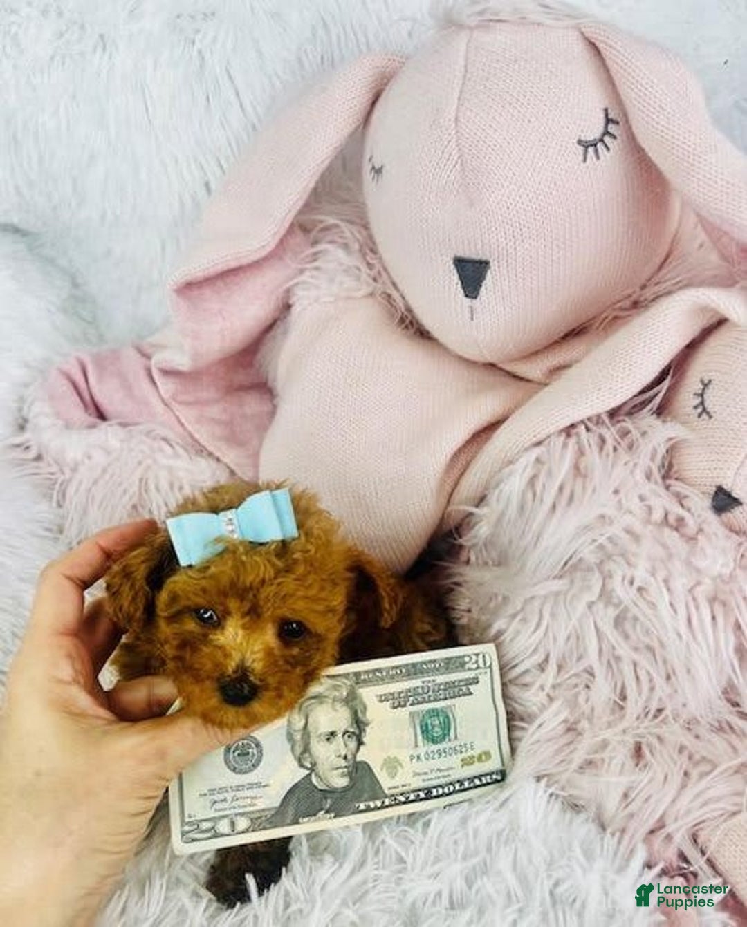 Toy Poodle dogs for sale: Pony Teacup - Image 3
