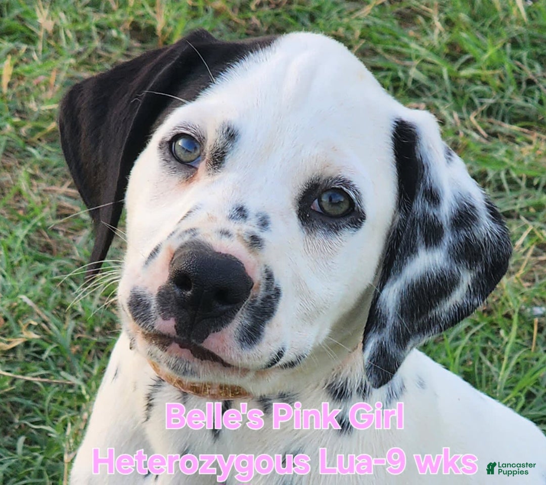 Dalmatian dogs for sale: Belles Pink Lua Girl - Image 13