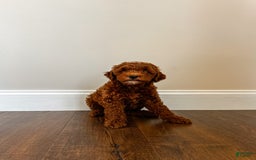 Mini Goldendoodle dogs for sale: Rosco - Image 2