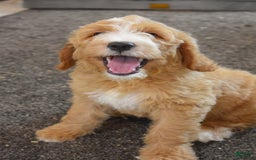 Goldendoodle dogs for sale: Mia - Image 3