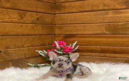French Bulldog dogs for sale: Nila - Image 13