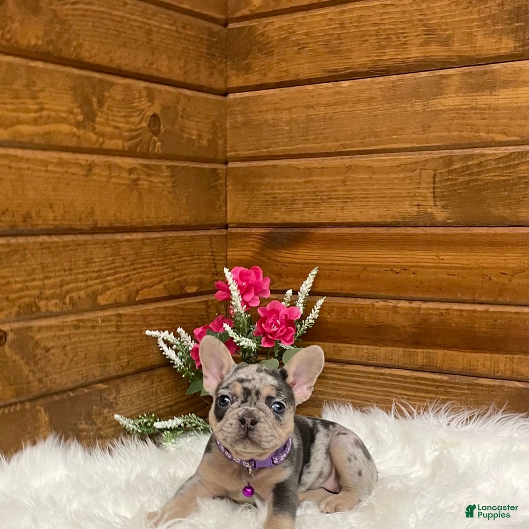 French Bulldog dogs for sale: Nila - Image 13