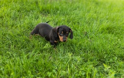 Miniature Dachshund dogs for sale: Miniature Dachshund 4 puppies - Image 16