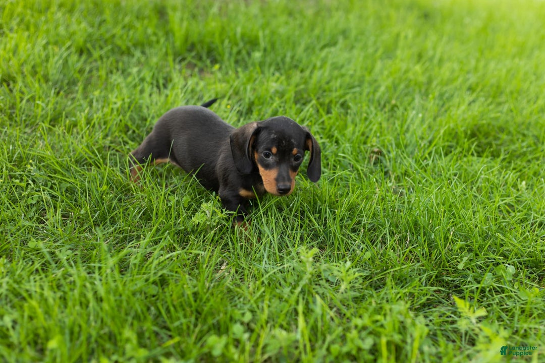 Miniature Dachshund dogs for sale: Miniature Dachshund 4 puppies - Image 16