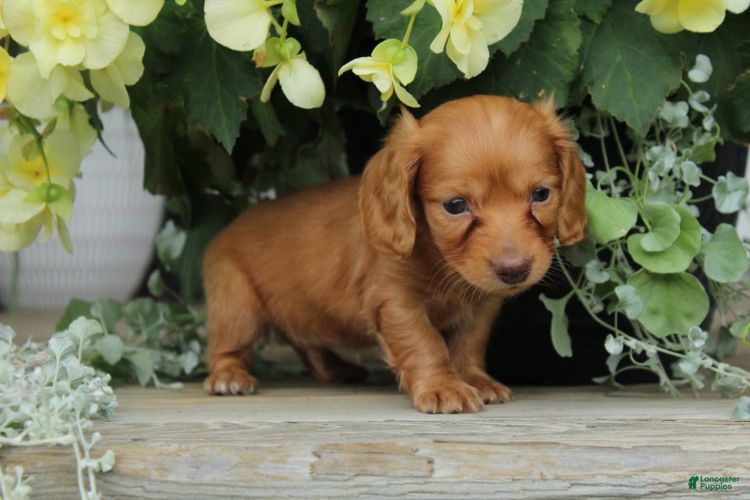 Miniature Dachshund dogs for sale: Sammy - Image 5