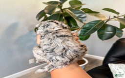 Mini Goldendoodle dogs for sale: Cookie - Health Tested - Image 3