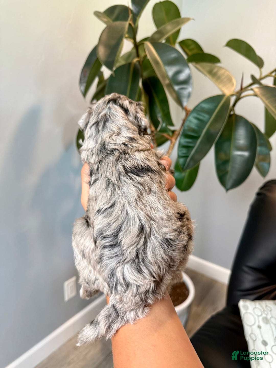 Mini Goldendoodle dogs for sale: Cookie - Health Tested - Image 3