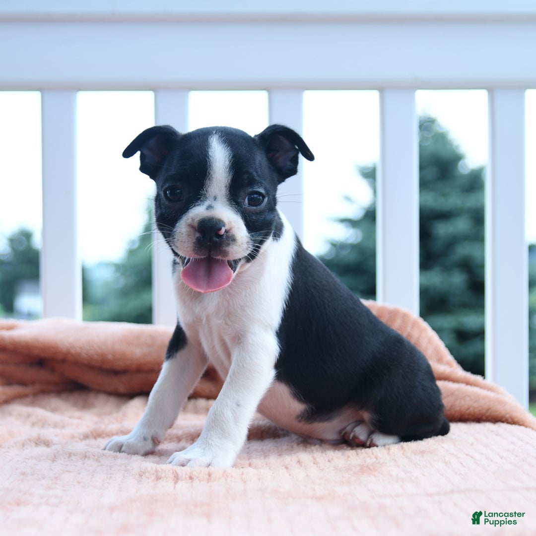 Boston Terrier dogs for sale: Edison - Image 3