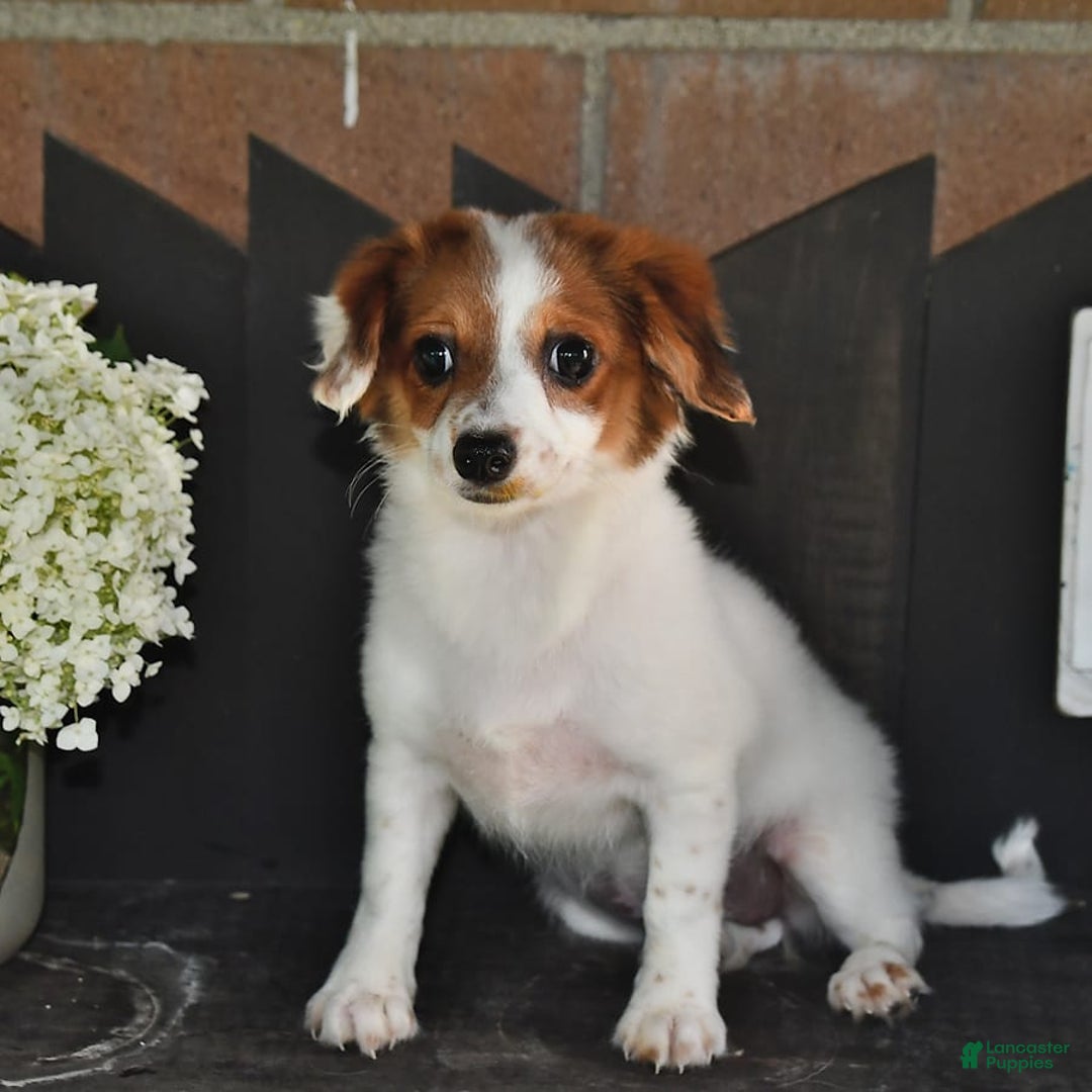Havanese dogs for sale: Bessy - Image 9