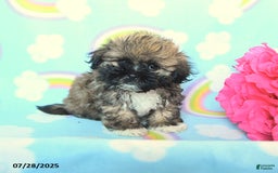 Teddy Bear dogs for sale: Butterfingers - Image 1