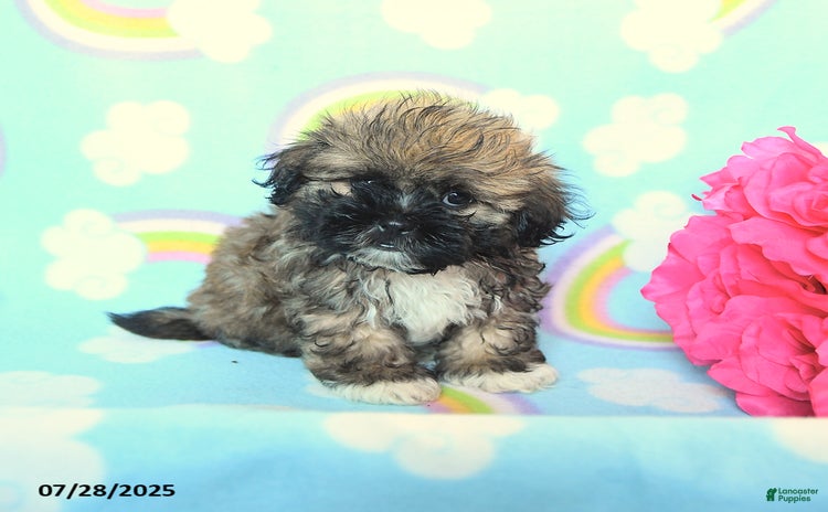 Teddy Bear dogs for sale - Ad 1