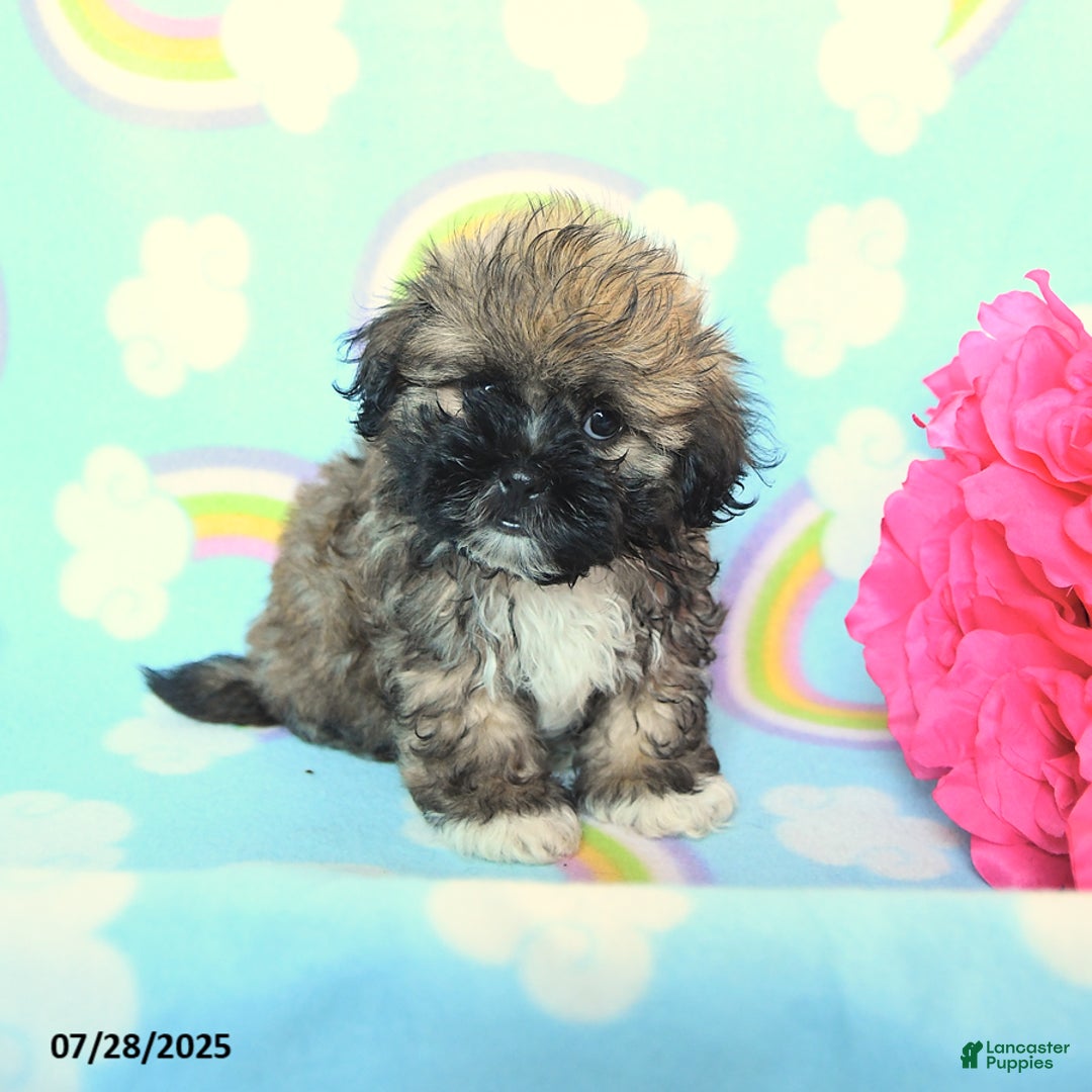 Teddy Bear dogs for sale: Butterfingers - Image 1
