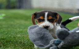 Beagle dogs for sale: Kit Kat - Image 18