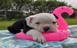 Olde English Bulldogge dogs for sale: Roger - Image 22