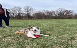 Miniature Australian Shepherd dogs for sale: Truffle - Image 16