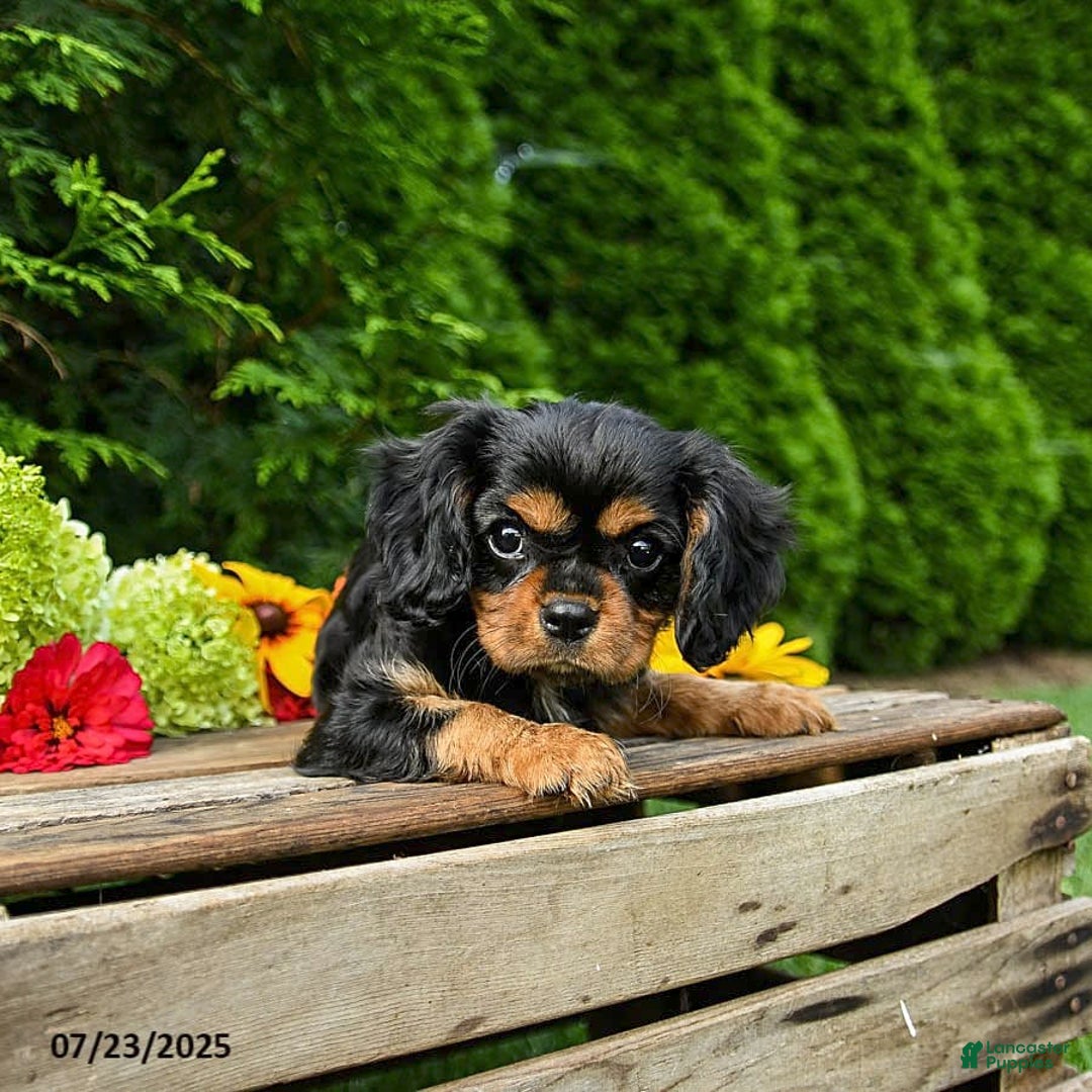 Cavalier King Charles Spaniel dogs for sale: Maddie - Image 10