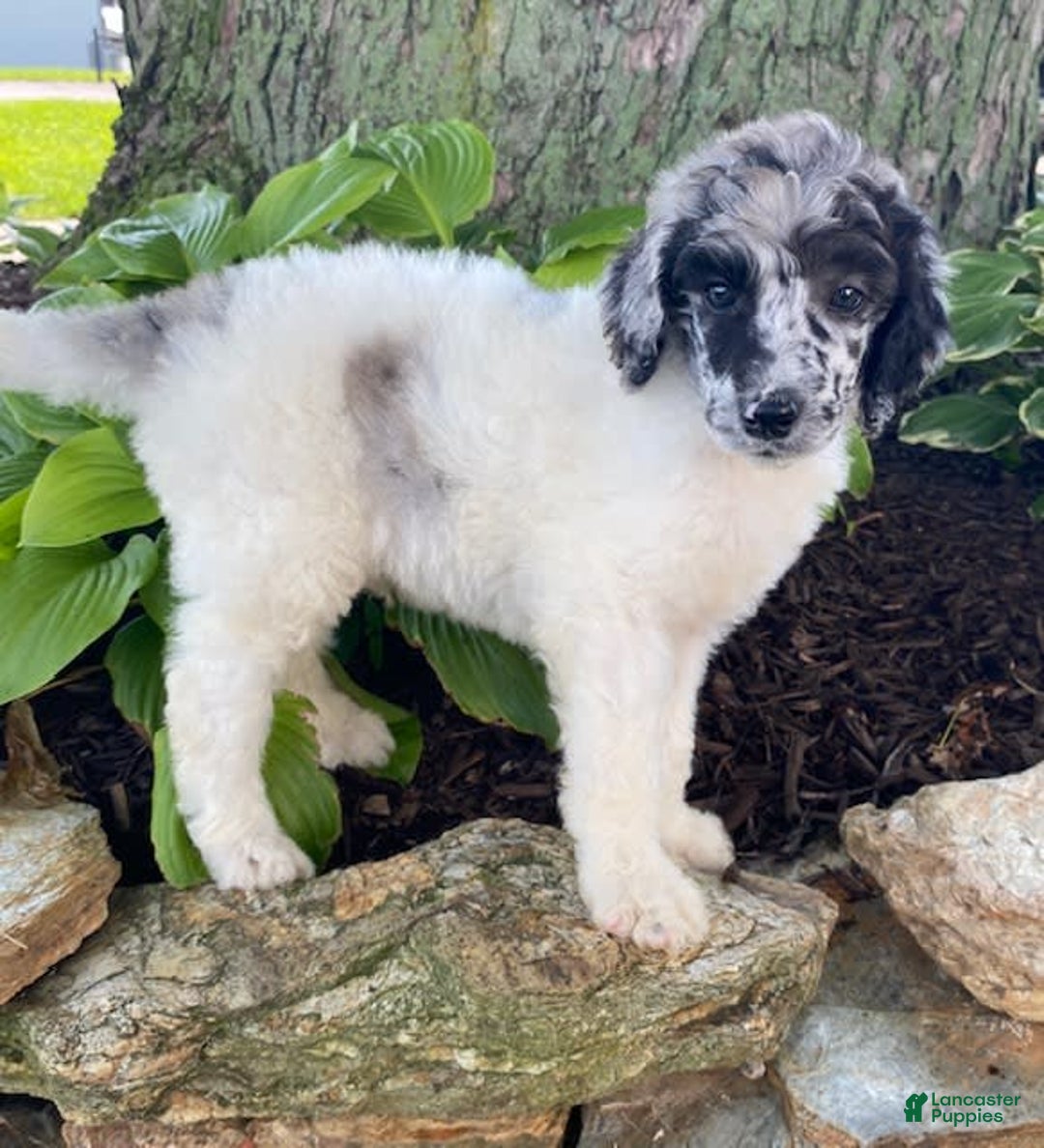 Standard Poodle dogs for sale: Rascal - Image 2