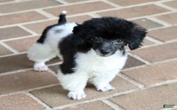 Miniature Poodle dogs for sale: Nugget - Image 17
