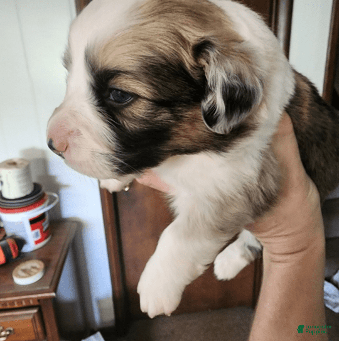 Welsh Corgi Pembroke dogs for sale: Boy 2 - Image 4