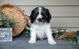 Cocker Spaniel dogs for sale: Jimbo - Image 2