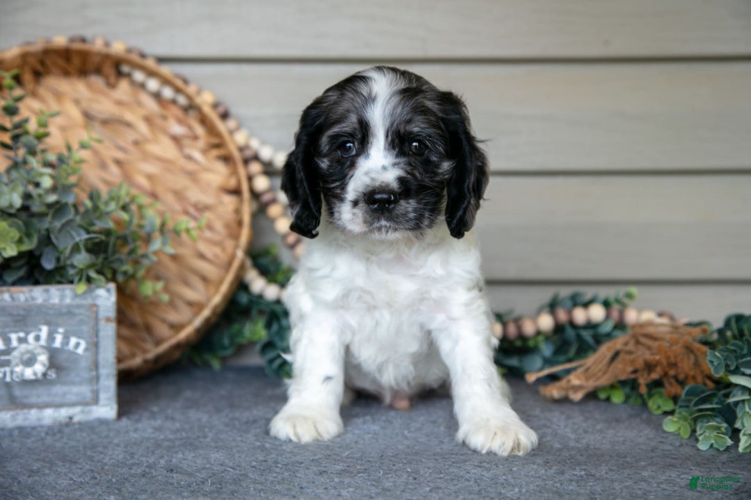 Cocker Spaniel dogs for sale: Jimbo - Image 2