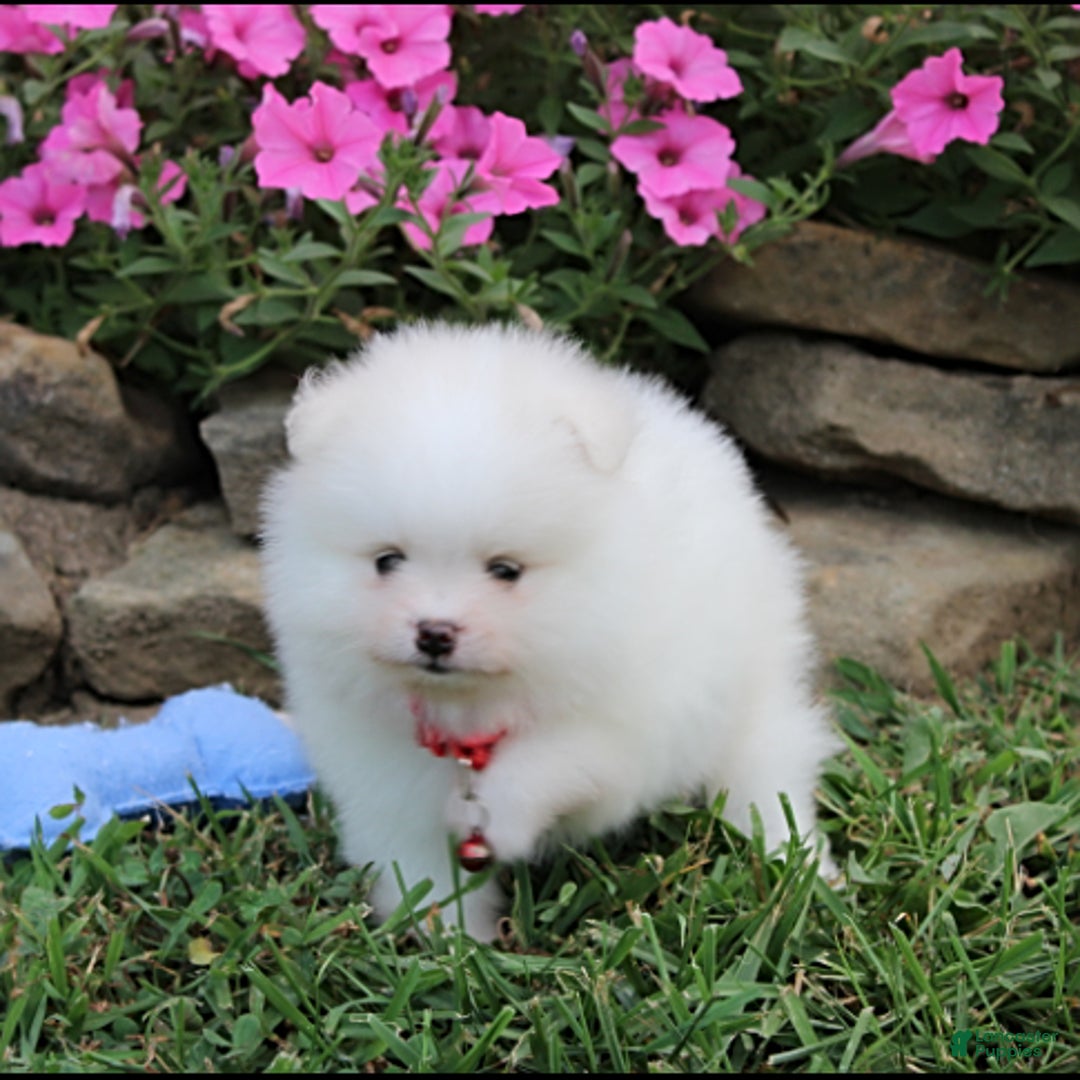 Pomeranian dogs for sale: Kaden - Image 5