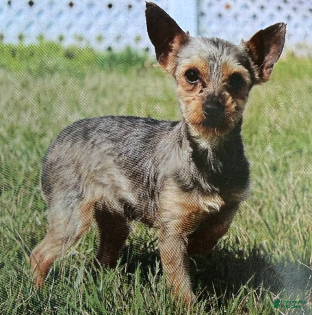 Yorkshire Terrier dogs for sale: Baxter - Image 11