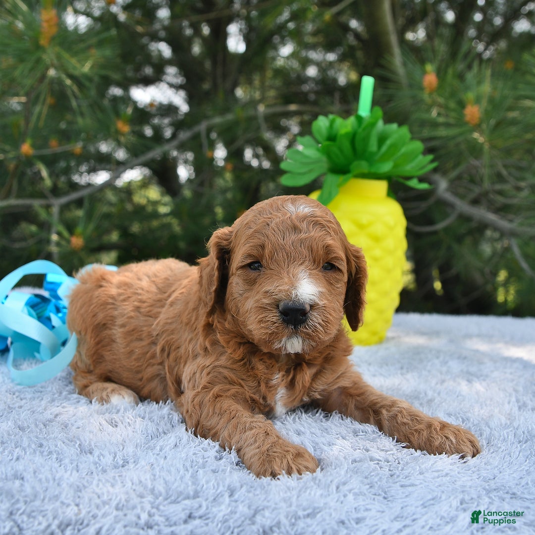 Mini Goldendoodle dogs for sale: Edger - Image 11