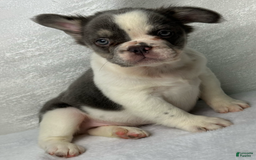 French Bulldog dogs for sale: ghost - Image 1