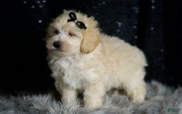 Maltipoo dogs for sale: Ares - Image 5