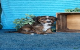 Havanese dogs for sale: Buttercup - Image 4