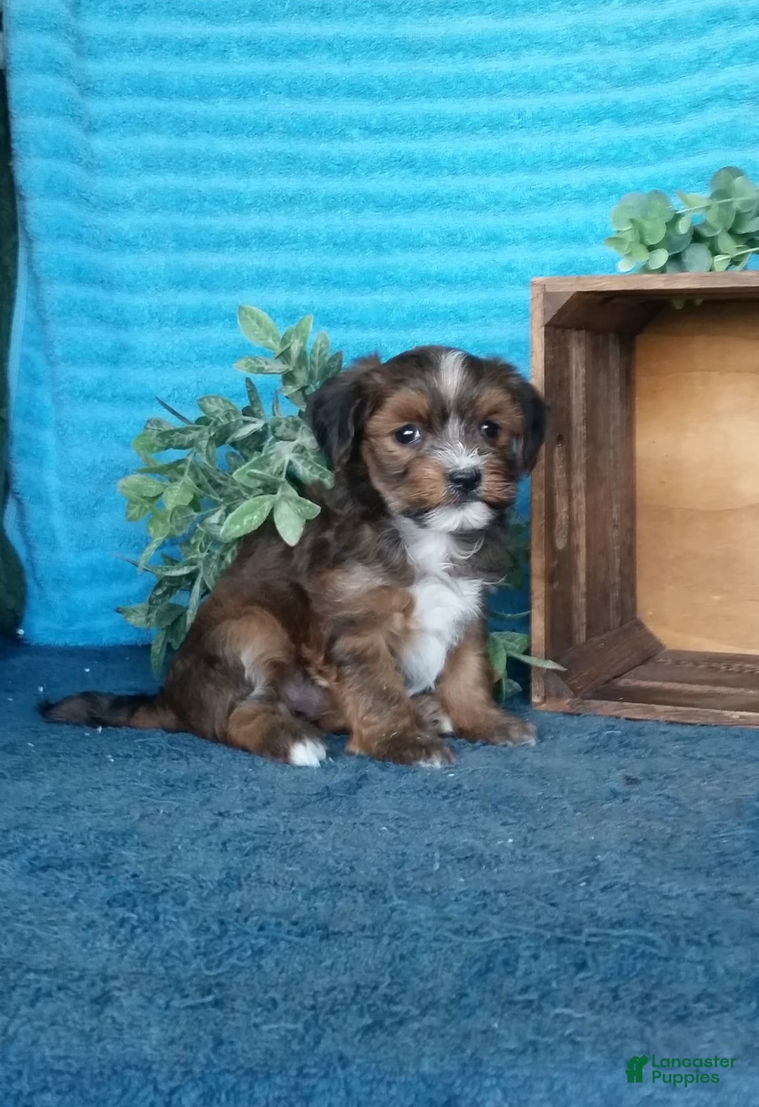 Havanese dogs for sale: Buttercup - Image 4
