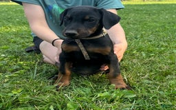 Doberman Pinscher dogs for sale: Mr. Tan - Image 2