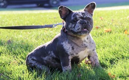 French Bulldog dogs for sale: Demi - Image 12