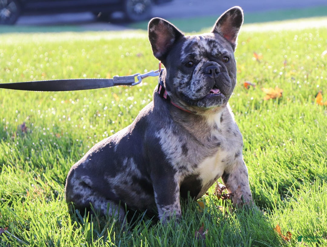 French Bulldog dogs for sale: Demi - Image 12